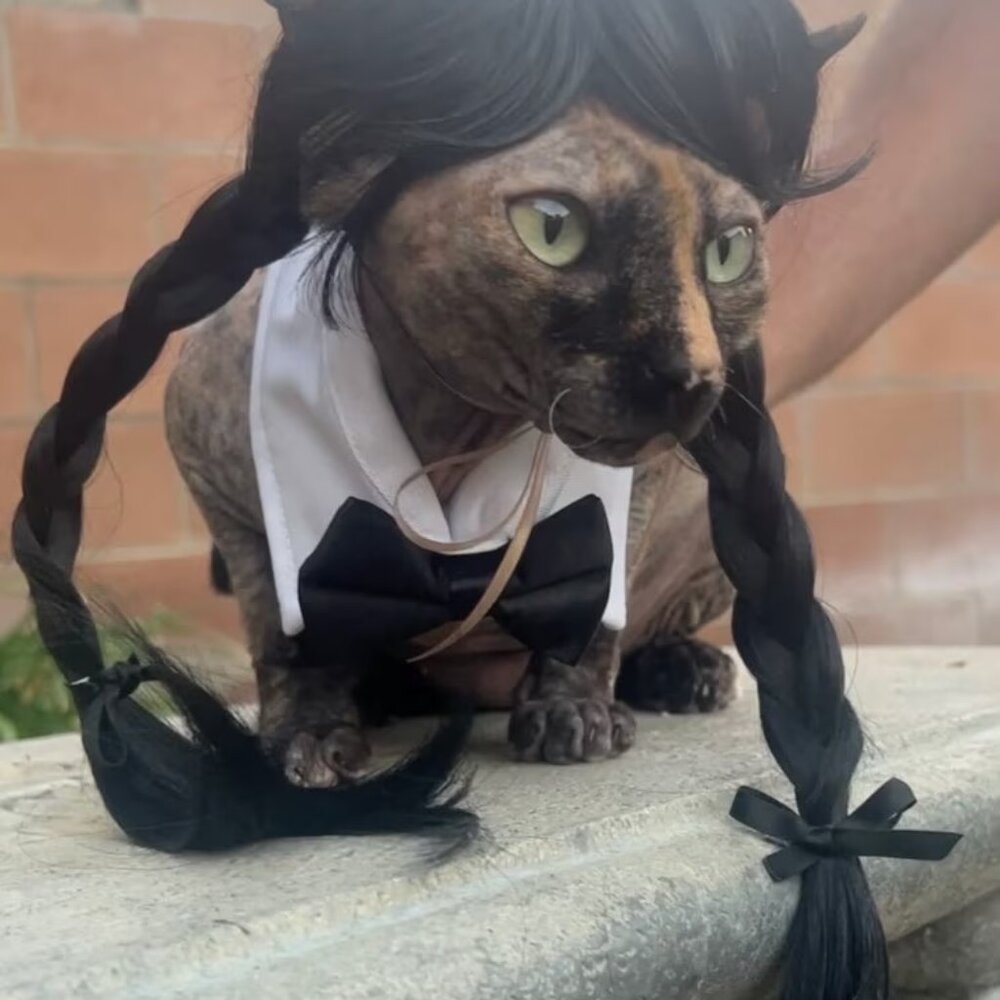 🕷️ 🐾 🖤 Wednesday Adams Cat Wig 🖤 🐾 🕷️